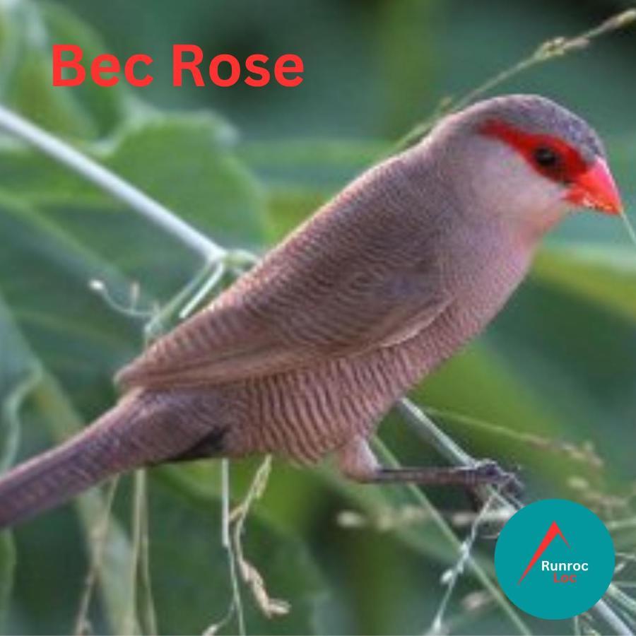 Appartamento Bec Rose - Clim - Wi-Fi - Jardin Saint-Leu Esterno foto
